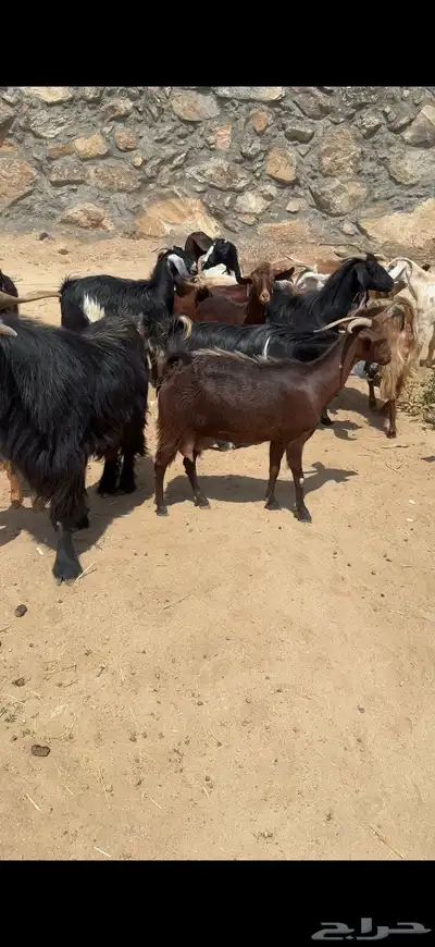 معزا 17 بفحلها يتبعها 3كفو معزا بيت 4
