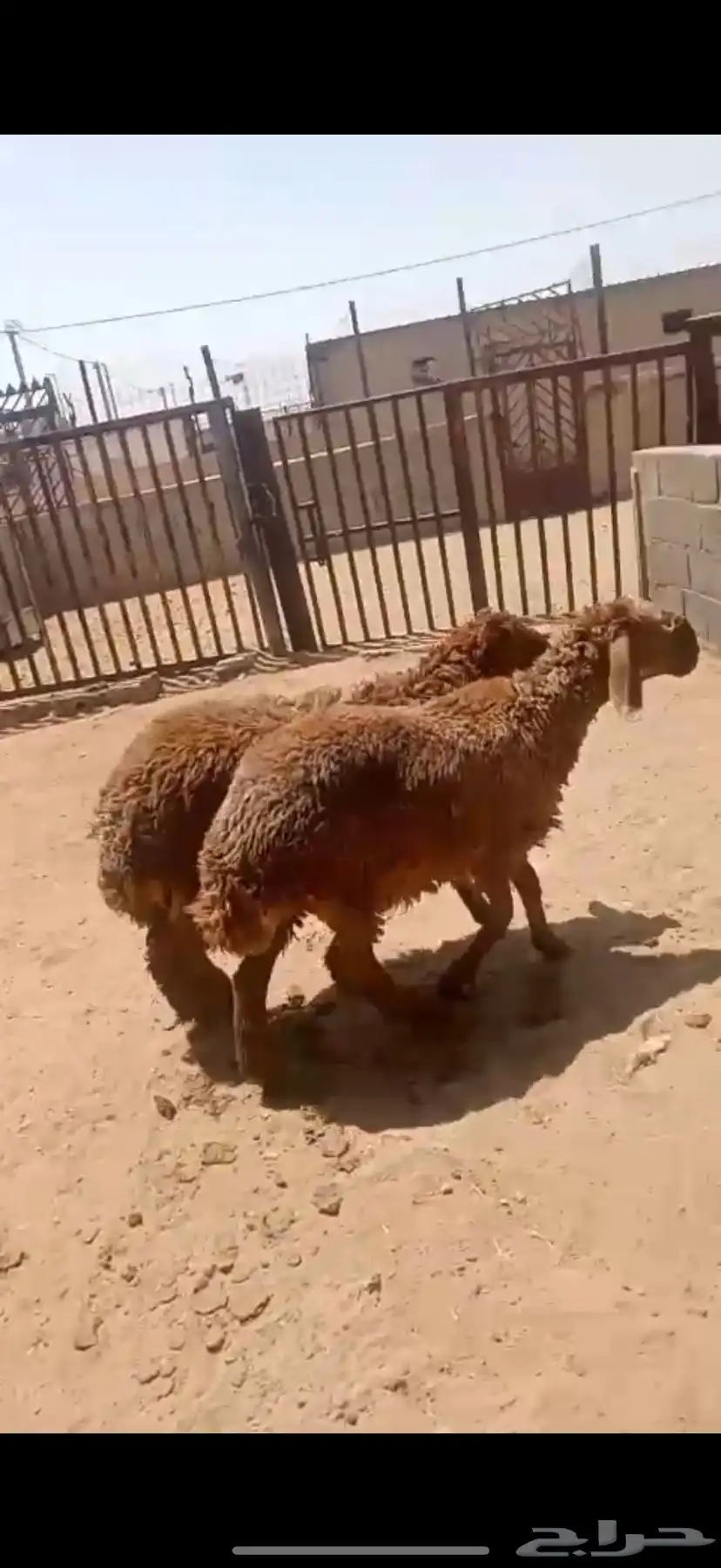 رخلين سواكن توم جذعات 0