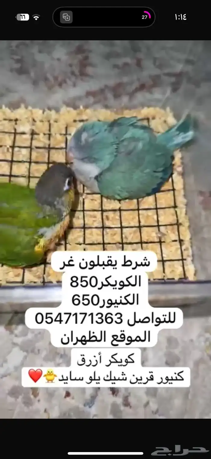 كويكر وكنيور قرين شيك يلو سايد 0
