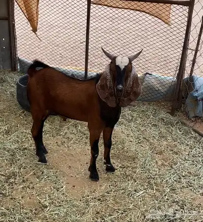 مشروع فحل 2