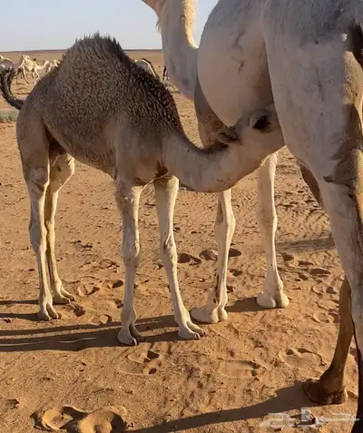 لبيع قعود فاخر فاخر لباني على امه 0