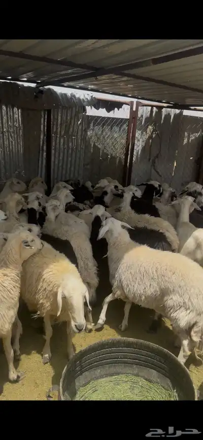 ظان للبيع جملة 11