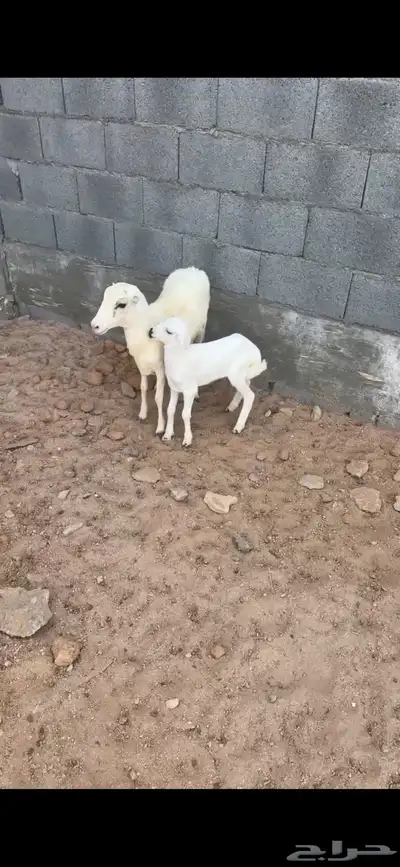 جذعه 0