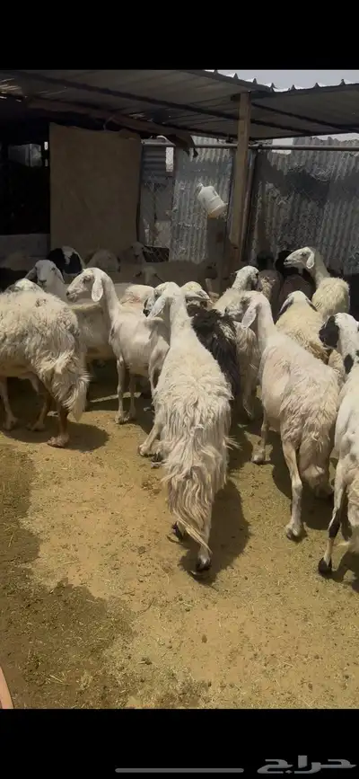 ظان للبيع جملة 2