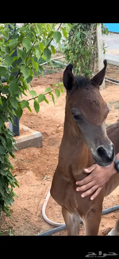 حلاقة خيل جمال و جسم 1