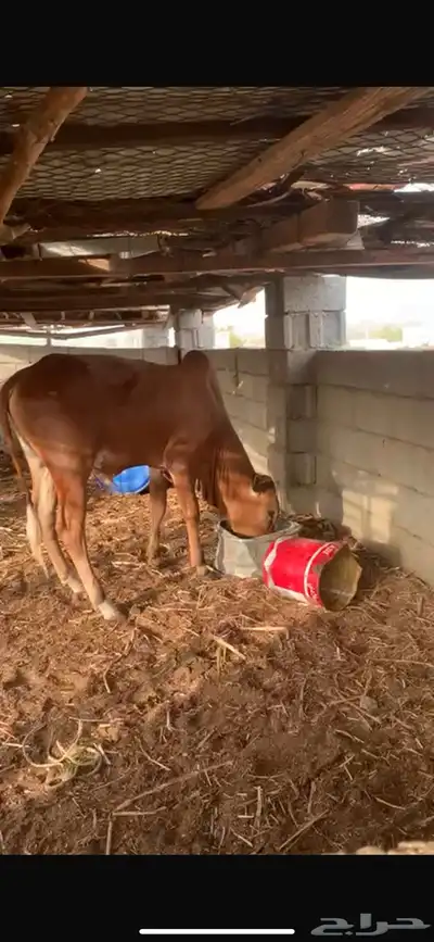 حسيل بلدي مقفل شحم 1