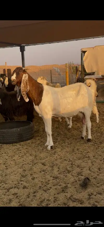 عنز هولنديه للبيع 1