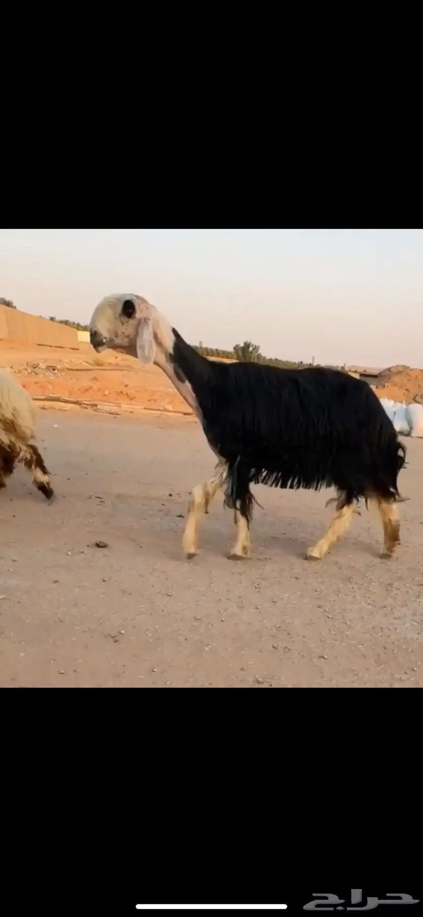 شاه نادره جرم وسراد 0