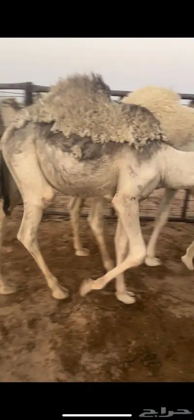 للبيع قعدان فواخر 5