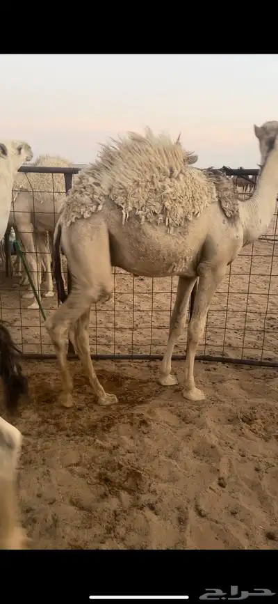 للبيع قعدان فواخر 1