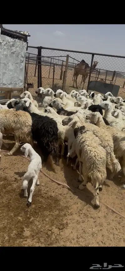 ظان للبيع جملة 0