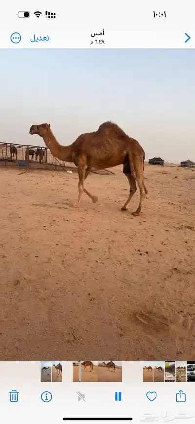 للبيع ناقة مبيوع حاشيها 2