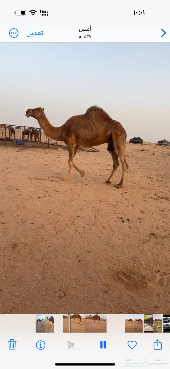 للبيع ناقة مبيوع حاشيها 2