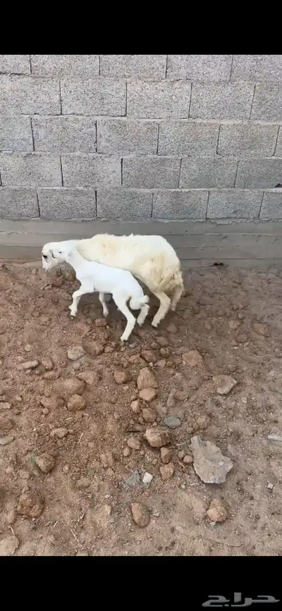 جذعه 2