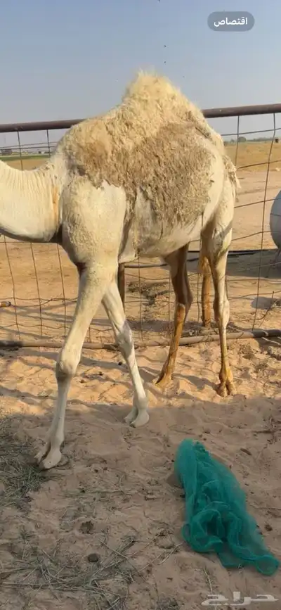 قعود قصب 1