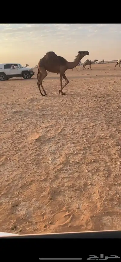 حواره صفرا دبيانيه 1