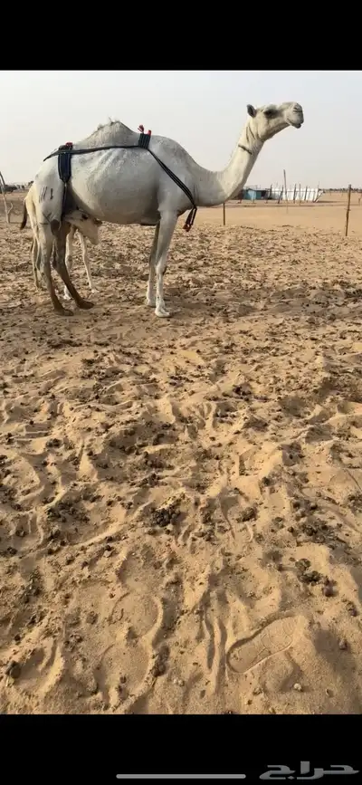 خلفه وضحى طيبه 0