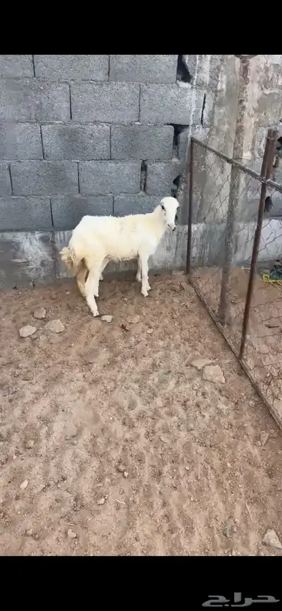 جذعه 7