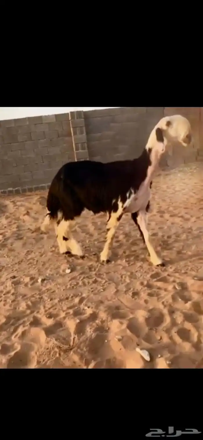 رخل نادررره 0