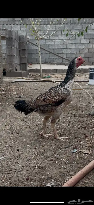 دجاج سندي زوج 3