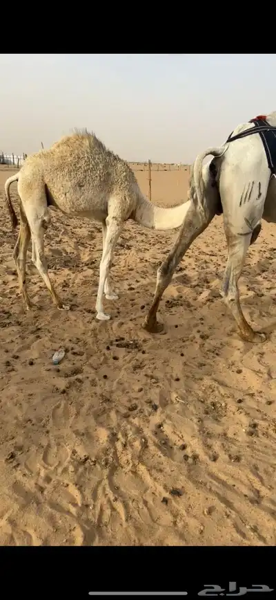 خلفه وضحى طيبه 2
