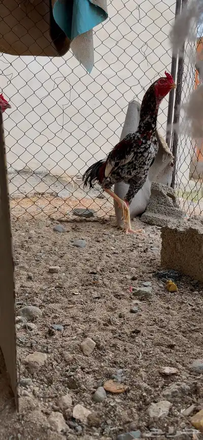 دجاج سندي زوج 2