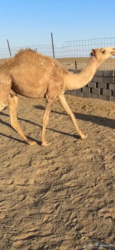 للبيع قعود قصب 1