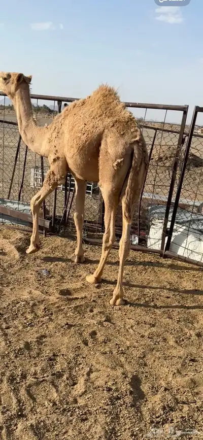 للبيع قعود قصب 0