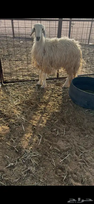 رخل ثنيه 1