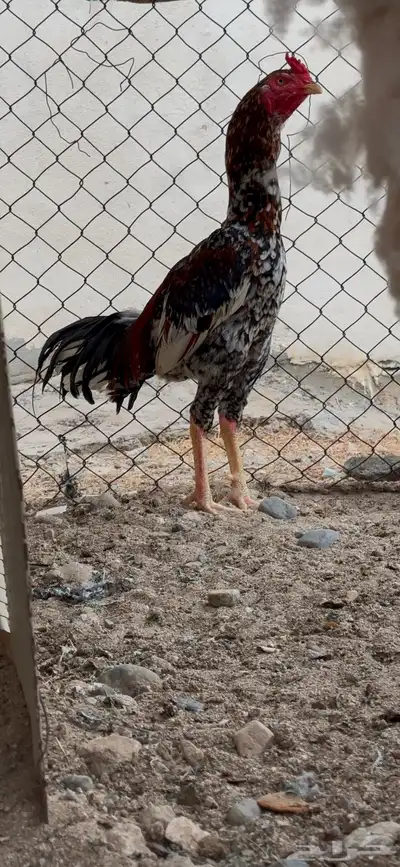 دجاج سندي زوج 0