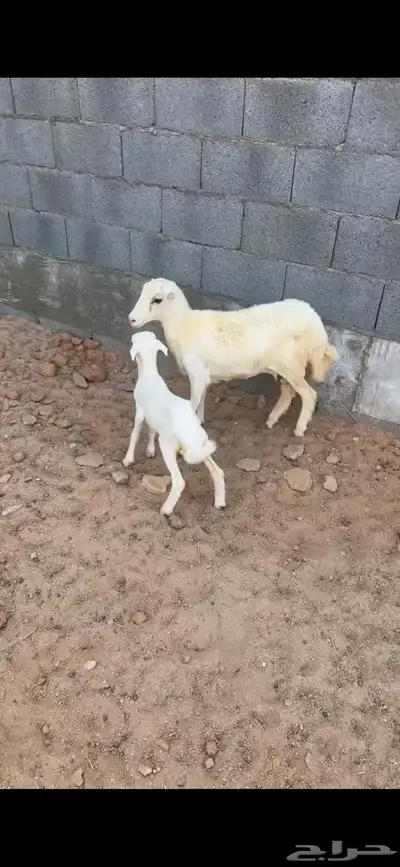 جذعه 5