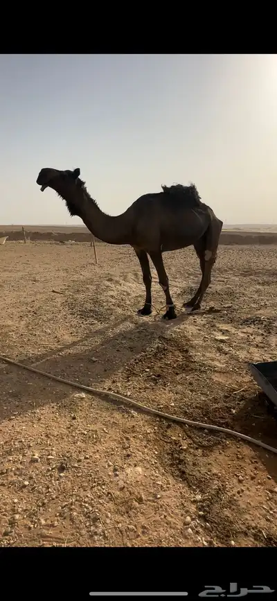 البعير سنه سديس فيه ذيبه ولا تمنعه من الضراب الموقع الخرج 1