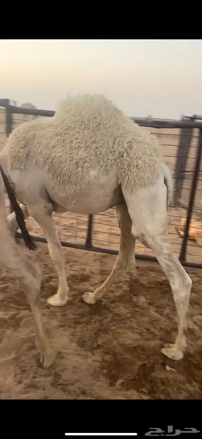 للبيع قعدان فواخر 3
