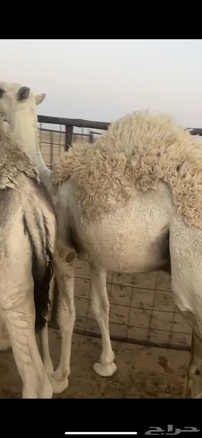 للبيع قعدان فواخر 4