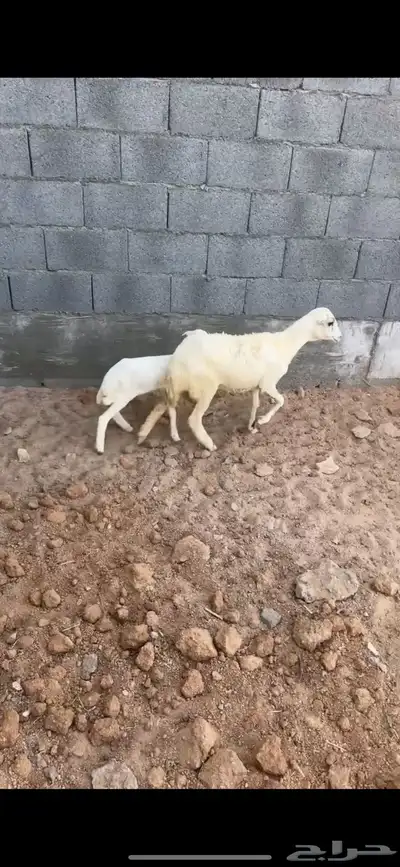 جذعه 8