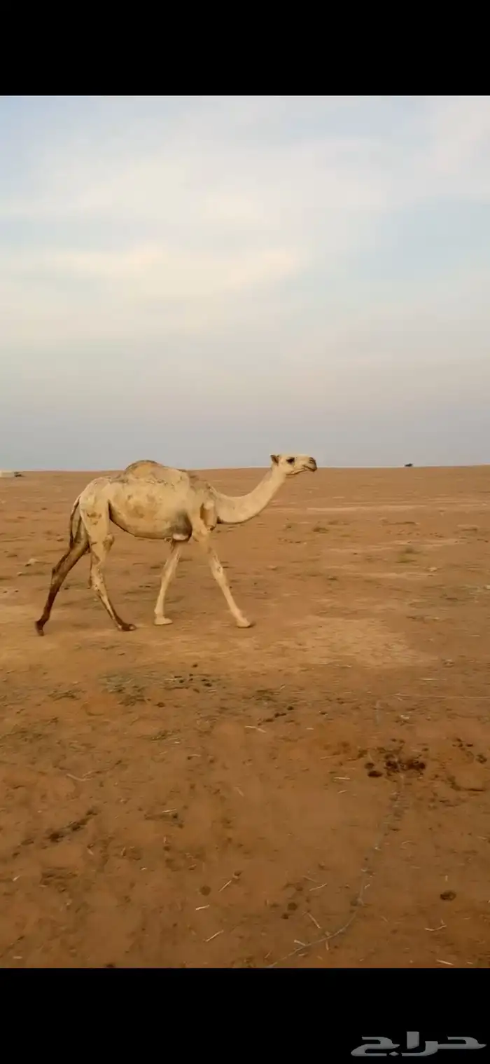 بكره باتليه 0