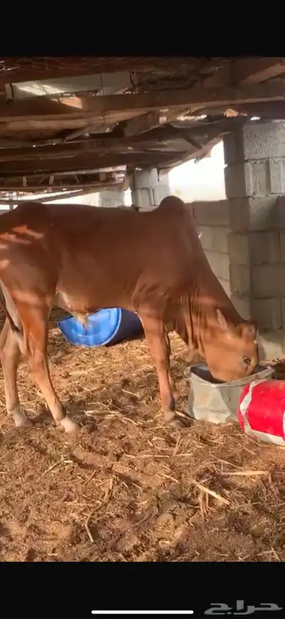 حسيل بلدي مقفل شحم 3