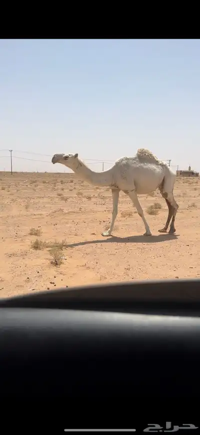 عشرا كفو 1