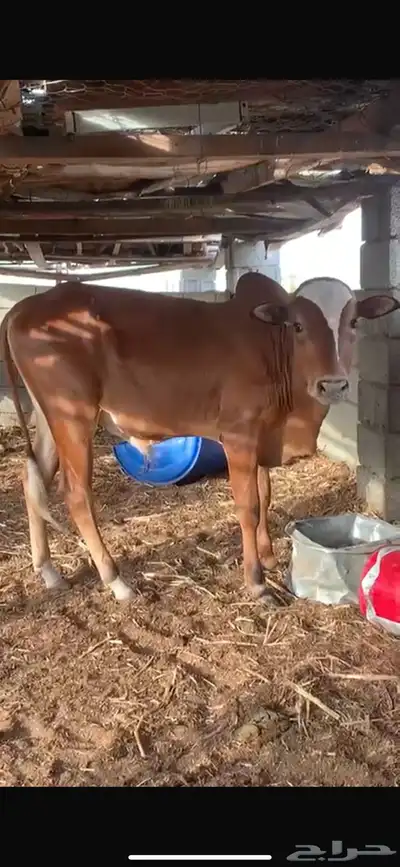 حسيل بلدي مقفل شحم 4