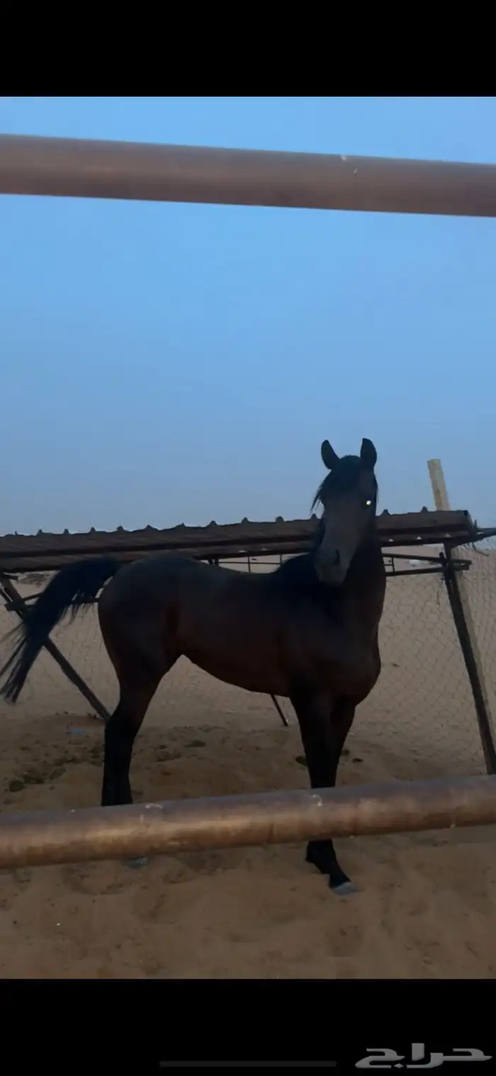 خيل سبق الي يبغى الكفو لا يفوته بيجمله 0