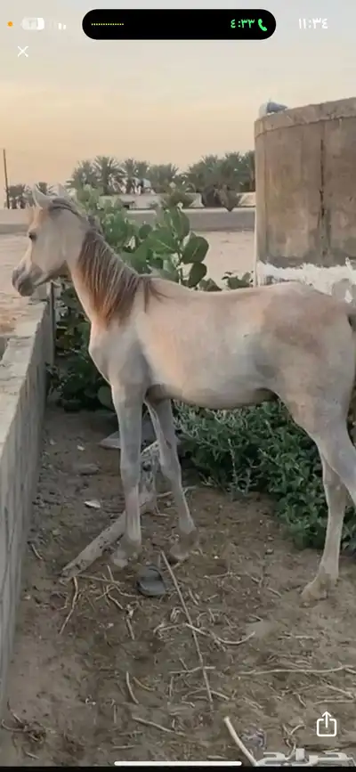 مهره واهو مصريه البيع شعبي بدون أوراق 0