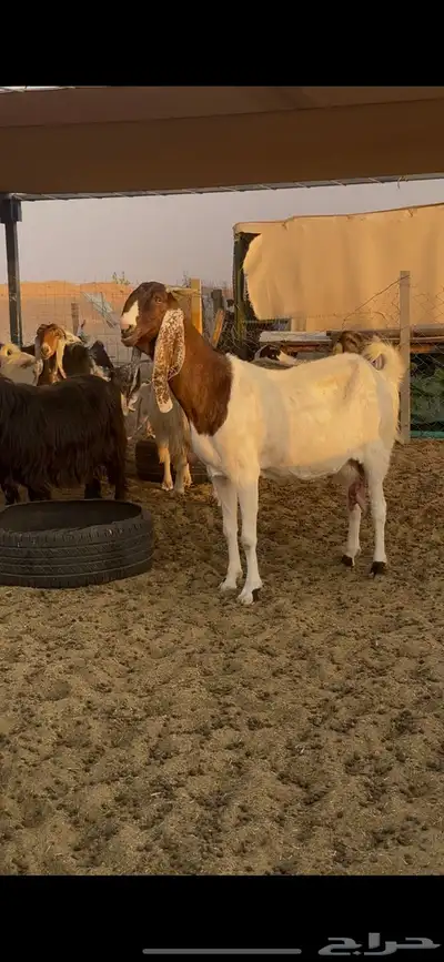 عنز هولنديه للبيع 0