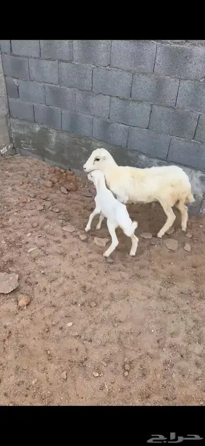 جذعه 6