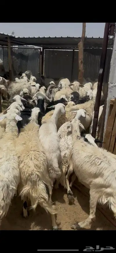 ظان للبيع جملة 14
