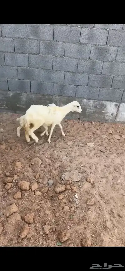 جذعه 1
