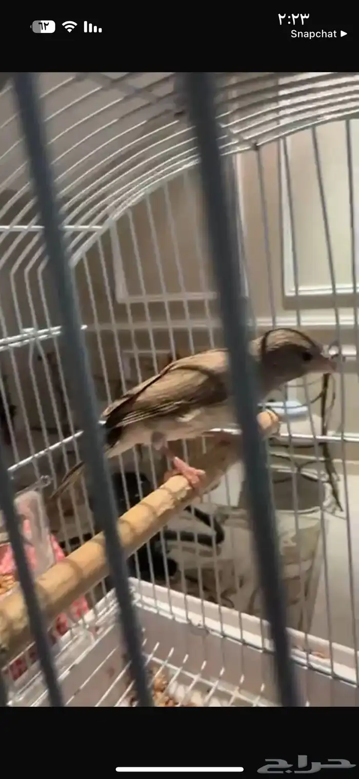 طايفي تغريد 0