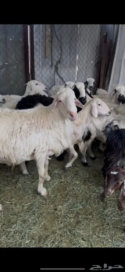 ظان للبيع جملة 3