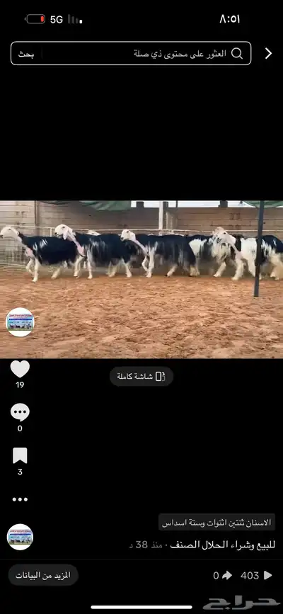 عرض نجد فواخر 0