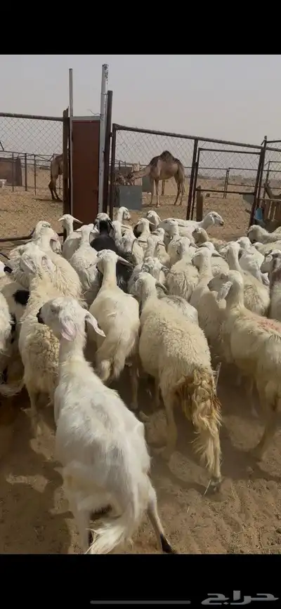 ظان للبيع جملة 8