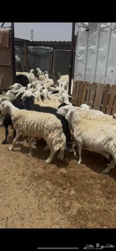 ظان للبيع جملة 15